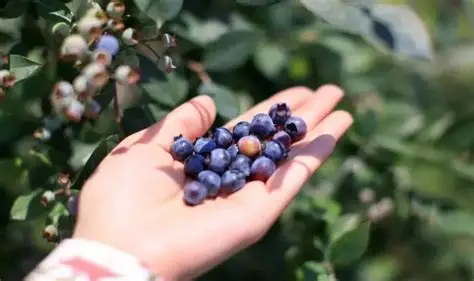 蓝莓视频-旅行攻略