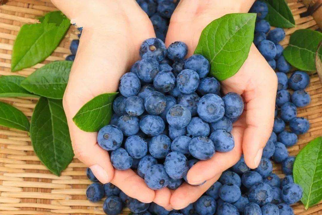 蓝莓视频-文化故事